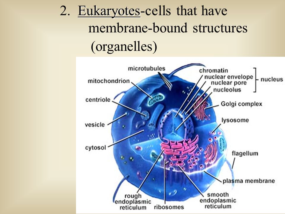 The Cell Organelles Short Notes